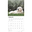 Pyrenean Mountain Dog Calendar 2025