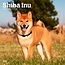 Browntrout Calendrier Shiba Inu 2025