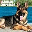 Willow Creek German Shepherd Calendar 2025