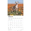 Italian Greyhound Calendar 2025