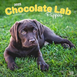 Browntrout Labrador Retriever Brown Puppies Calendar 2025