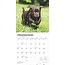 Calendario dei cuccioli di Labrador Retriever Brown 2025