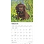 Labrador Retriever Brown Puppies Calendar 2025