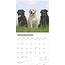 Labrador Retriever Mixed Calendar 2025