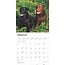 Labrador Retriever Mixed Calendar 2025