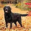 Calendario nero del Labrador Retriever 2025