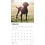 Labrador Retriever Negro Calendario 2025