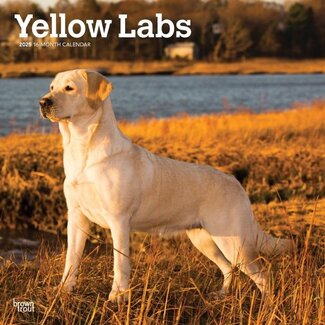 Browntrout Labrador Retriever Blonde Calendar 2025