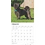 Calendrier Lhassa Apso 2025