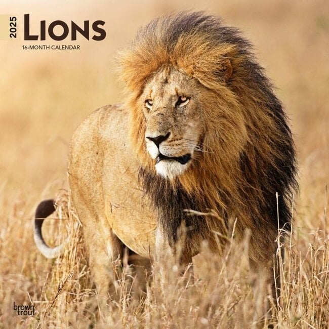 Calendario Lions 2025