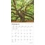 The Majesty of Trees Kalender 2025