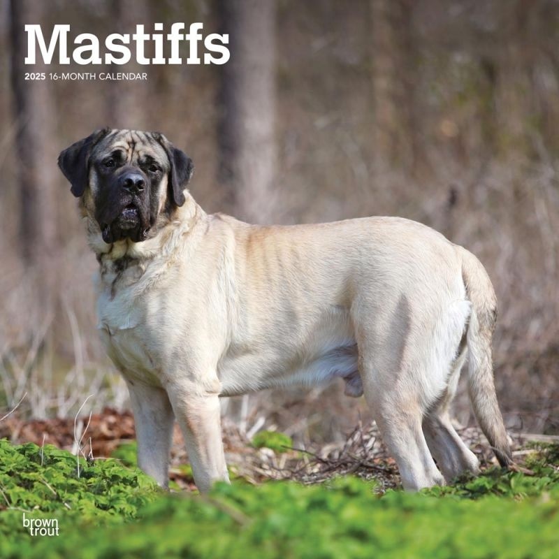 English Mastiff Calendar 2025 Buy? Order online quickly and easily