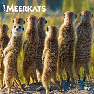 Browntrout Meerkats Calendar 2025 -