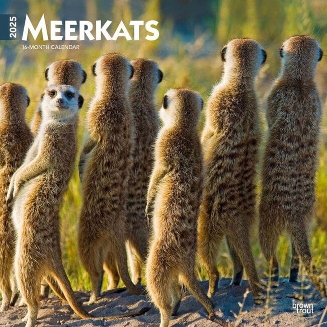 Meerkats Calendar 2025