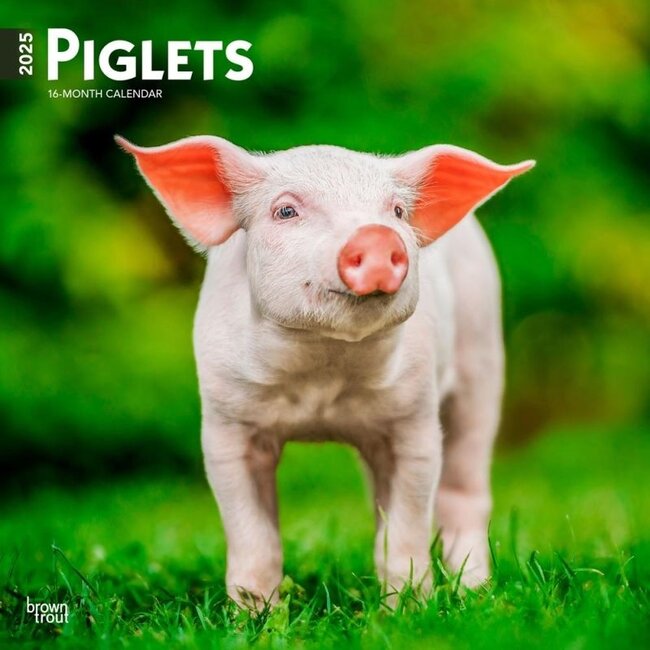 Pig Calendar 2025