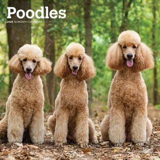 Browntrout Poodle Calendar 2025