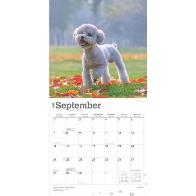 Edition Seidel Calendario Premium De Pastor Alemán 2025