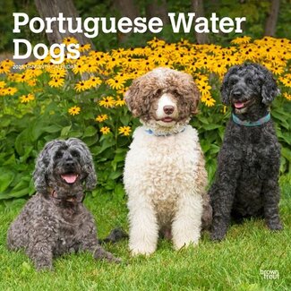 Browntrout Portuguese Water Dog Calendar 2025