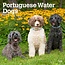 Calendrier du chien d'eau portugais 2025