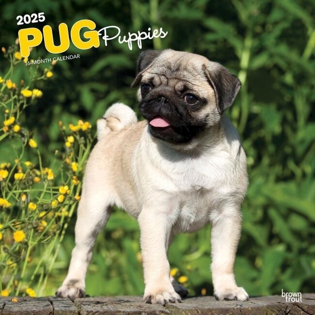 Browntrout Pug Puppies Calendar 2025