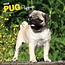 Browntrout Pug Cachorros Calendario 2025