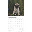 Mopshond Puppies Kalender 2025