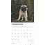 Pug Cachorros Calendario 2025