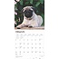 Pug Cachorros Calendario 2025