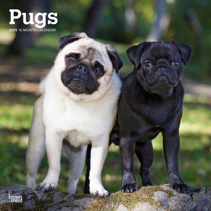 Calendario Pug 2025 Comprar Encargar fácilmente online