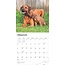 Rhodesian Ridgeback Kalender 2025