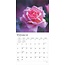 Calendario de Rosas 2025