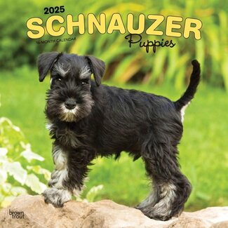 Browntrout Schnauzer-Welpen Kalender 2025