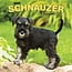 Schnauzer Puppies Calendar 2025