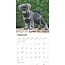 Calendario cuccioli di Schnauzer 2025