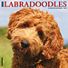 Willow Creek Calendrier Labradoodle 2025