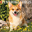 Willow Creek Calendario Welsh Corgi Pembroke 2025