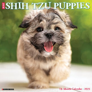 Willow Creek Calendario dei cuccioli di Shih Tzu 2025