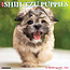 Willow Creek Shih Tzu Cachorros Calendario 2025