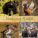Willow Creek Northwoods Wildlife Kalender 2025