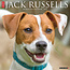 Jack Russell Terrier Calendar 2025