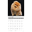 Pomeranian Kalender 2025