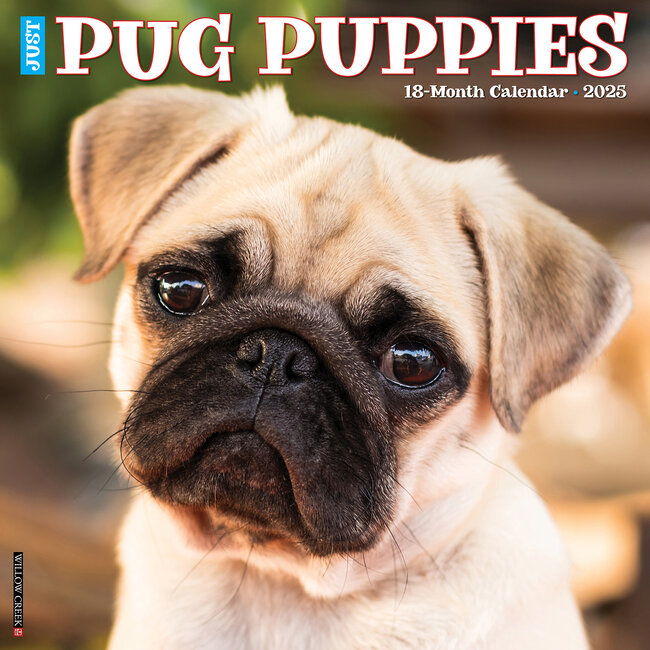 Pug Puppies Calendar 2025