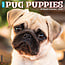 Willow Creek Pug Puppies Calendar 2025