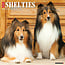 Willow Creek Calendario Sheltie - Shetland Sheepdog 2025