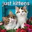 Willow Creek Kittens Calendar 2025