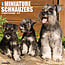 Miniature Schnauzer Calendar 2025