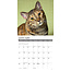 Tabby Katten Kalender 2025