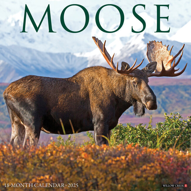Elch/Moose Kalender 2025