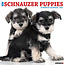 Willow Creek Schnauzer Puppies Kalender 2025