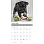 Schnauzer Puppies Calendar 2025